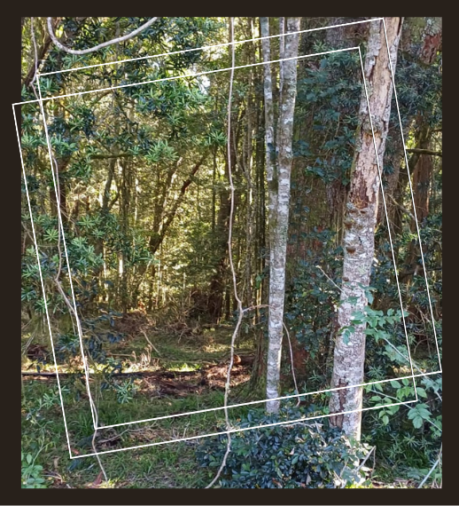 Diepwalle Bos